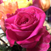 Pink rose by homeschoolmom