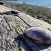 Shell on Driftwood  by clay88