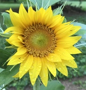 15th Jul 2020 - Sunflower 