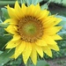 Sunflower  by beckyk365