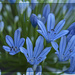 Agapanthus by lstasel