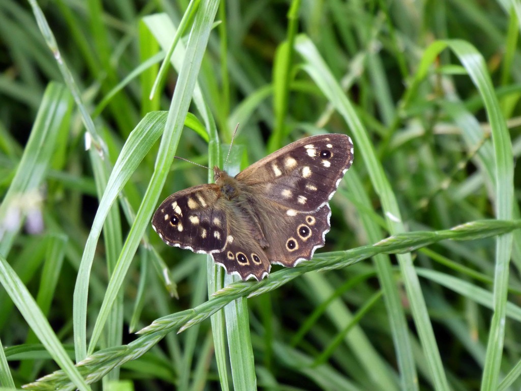 Speckled Wood by cmp