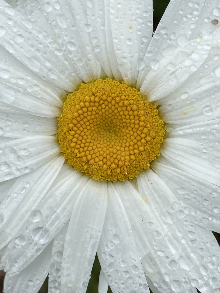Daisy in dew by clay88
