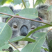 half a wink from Dita by koalagardens