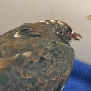 23rd Jul 2020 - Betty the rescue pigeon