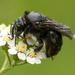 Black Carpenter Bee by shepherdmanswife