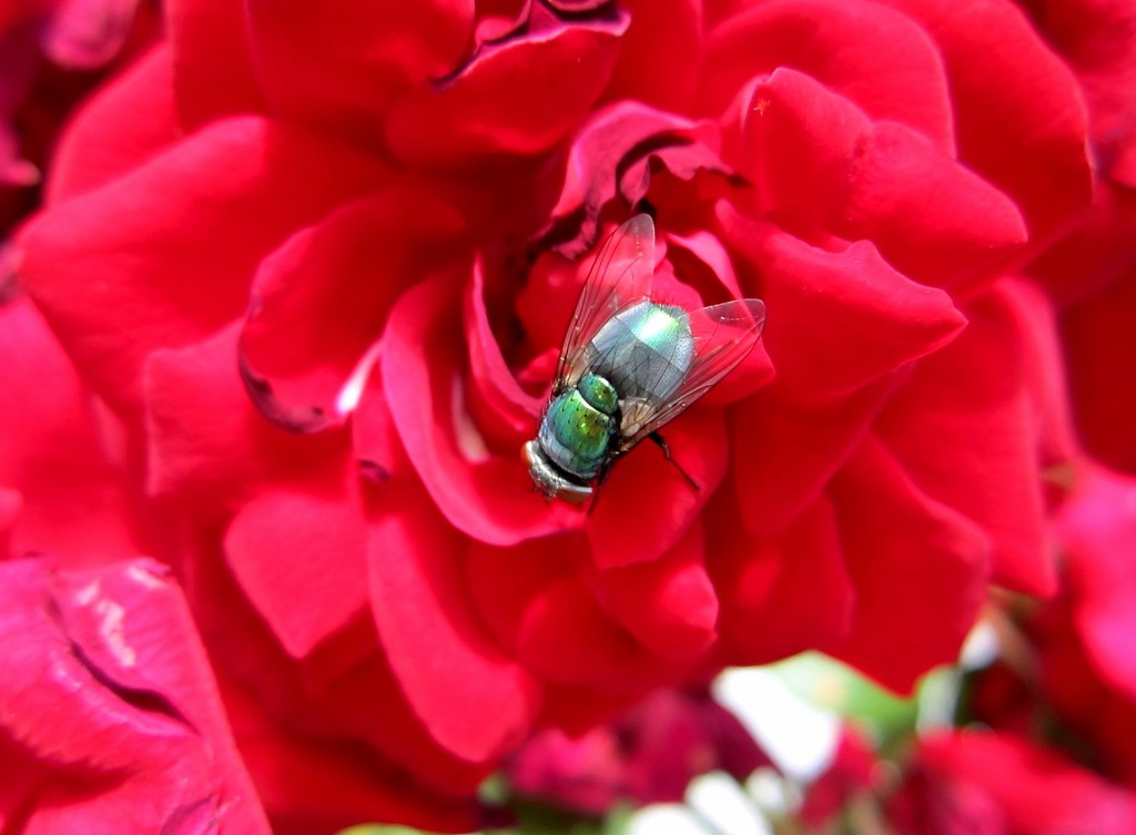 Kukac i ruža by vesna0210
