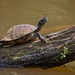 LHG-9804-Turtle basking by rontu