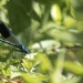 Banded demoiselle by helenhall