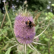 21st Jul 2020 - A bee-autiful flower 