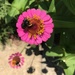 Bee in Black by allie912