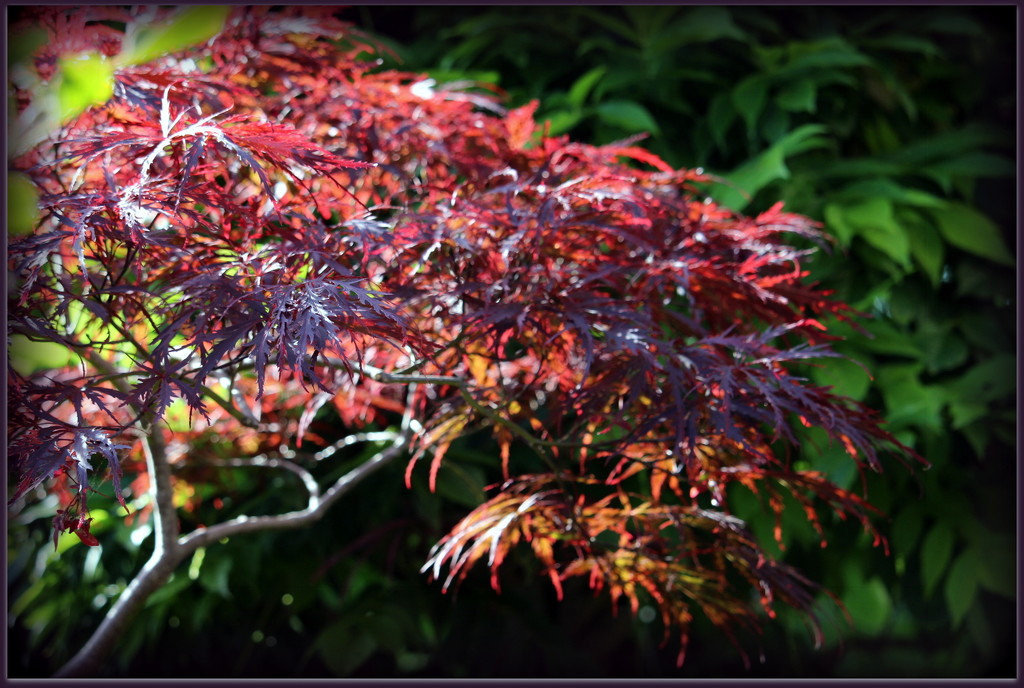 Sunlight trough the Acer leaves. by pyrrhula