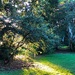 Afternoon light at the park by congaree