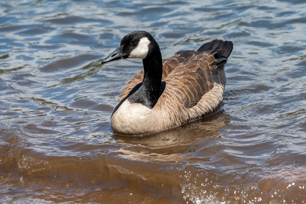 Canada Goose on the lake by nicoleweg