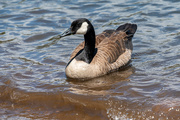23rd Jul 2020 - Canada Goose on the lake