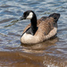 Canada Goose on the lake by nicoleweg