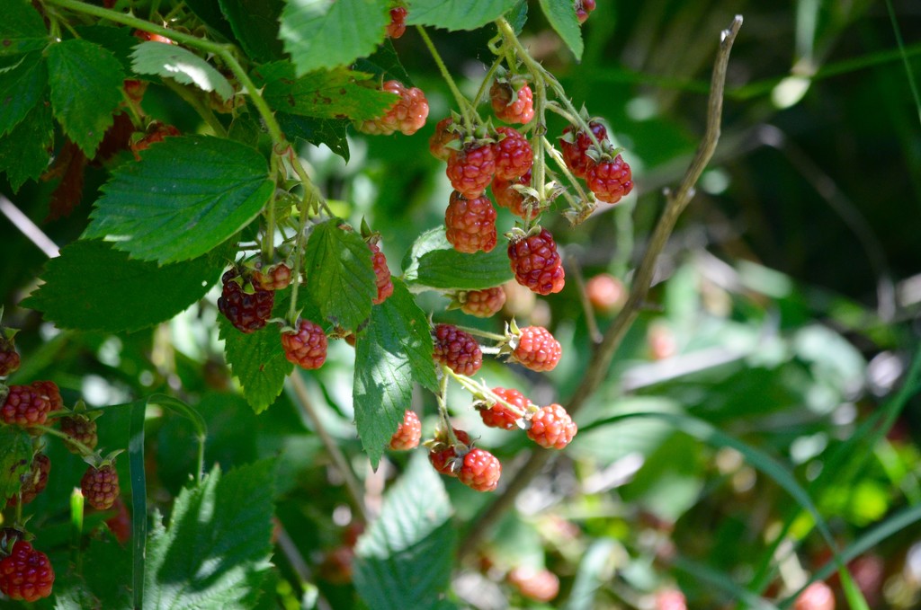 Wild berries by kdrinkie