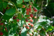 14th Jul 2020 - Wild berries