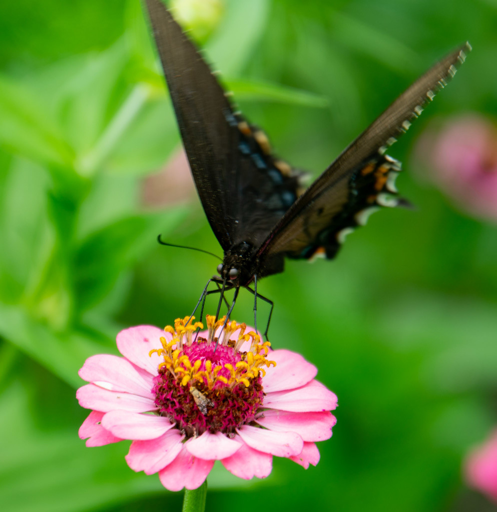 Black Swallowtail on zinnia by randystreat