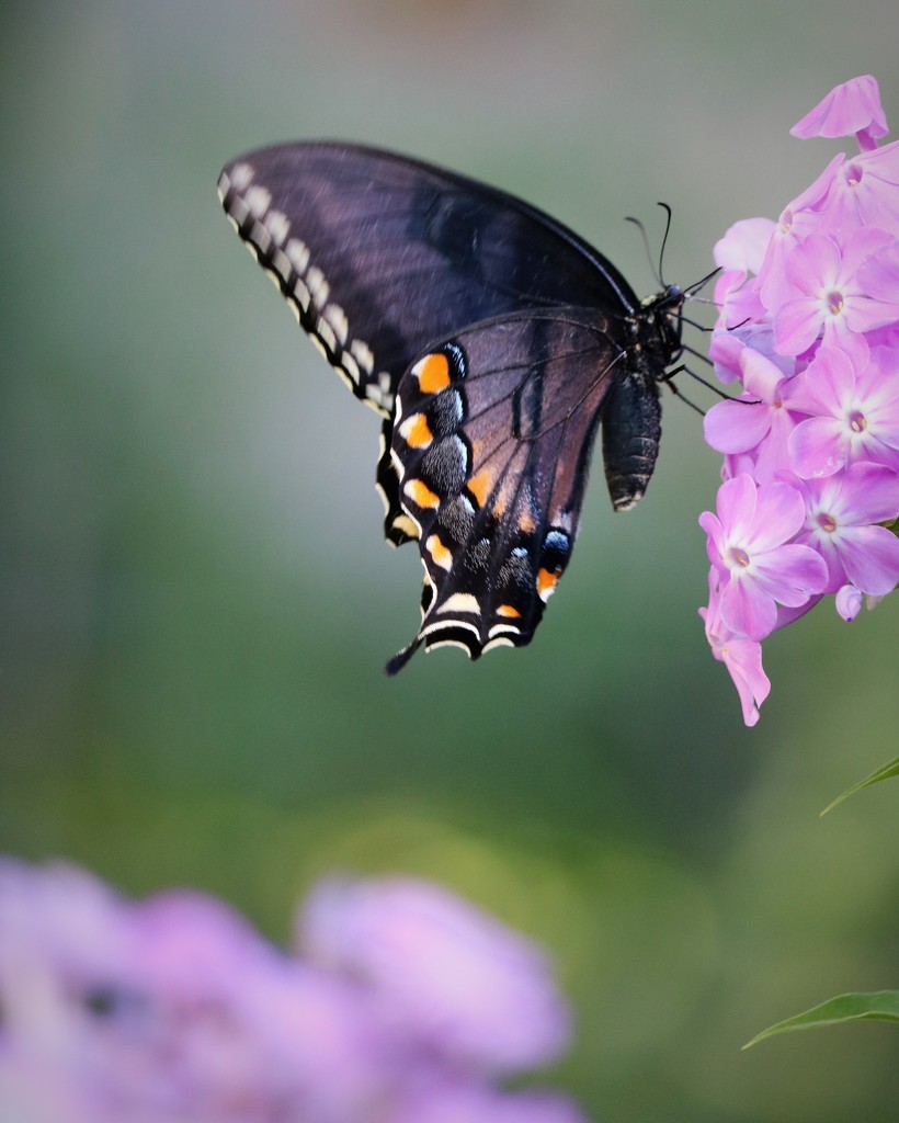 July 23: Swallowtail Butterfly and Phlox by daisymiller