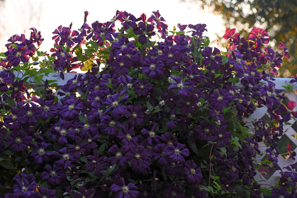 Clematis In Evening Light by bjywamer