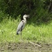 the happy heron by amyk