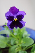 28th Mar 2020 - March 28: Pansy
