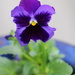 March 28: Pansy by daisymiller