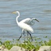 the egrets strike a pose by amyk