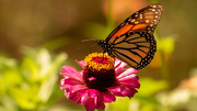 23rd Jul 2020 - Monarch Butterfly!