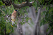 23rd Jul 2020 - The drunkard on the prowl (waxwing)