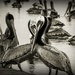 Have You Seen Any Pelicans Here? by elatedpixie