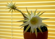 24th Jul 2020 - Cactus flower 