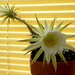 Cactus flower  by steveandkerry