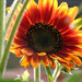 Sunflower #3 by seattlite