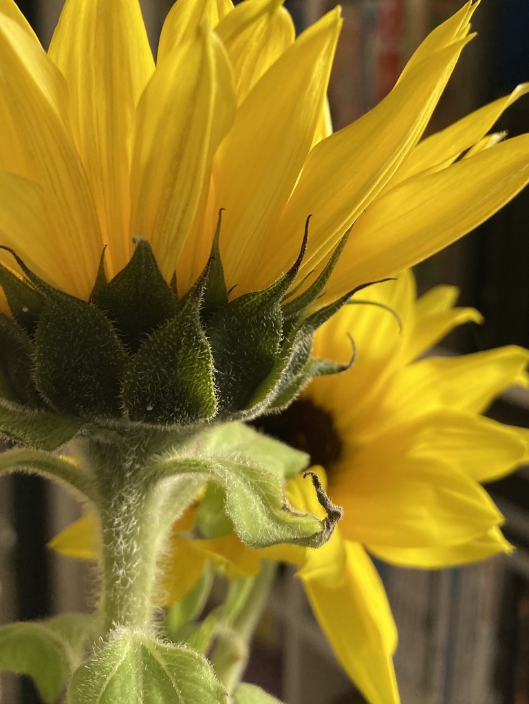 Sunflowers by narayani