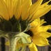 Sunflowers by narayani
