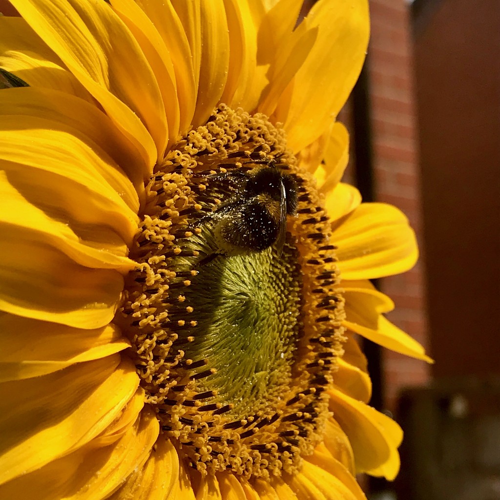 Invisi-bee by daffodill