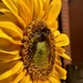 Invisi-bee by daffodill