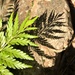 A fern and its shadow by lmsa