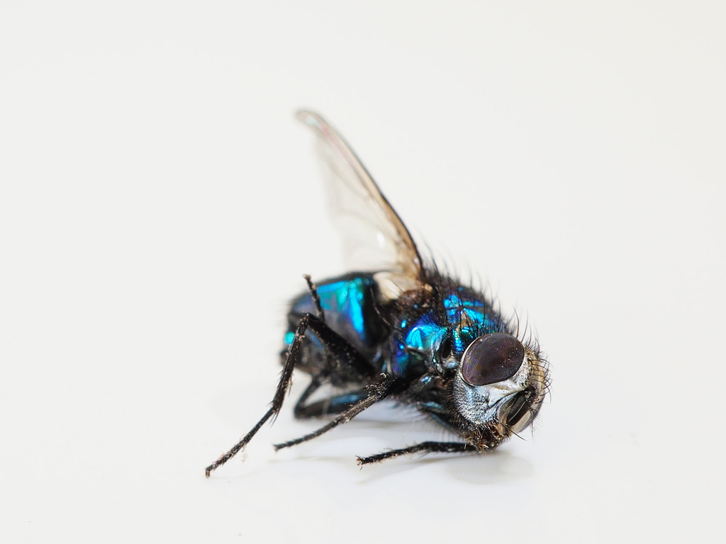Blue Fly by jon_lip