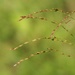 Tall Redtop Grass... by marlboromaam