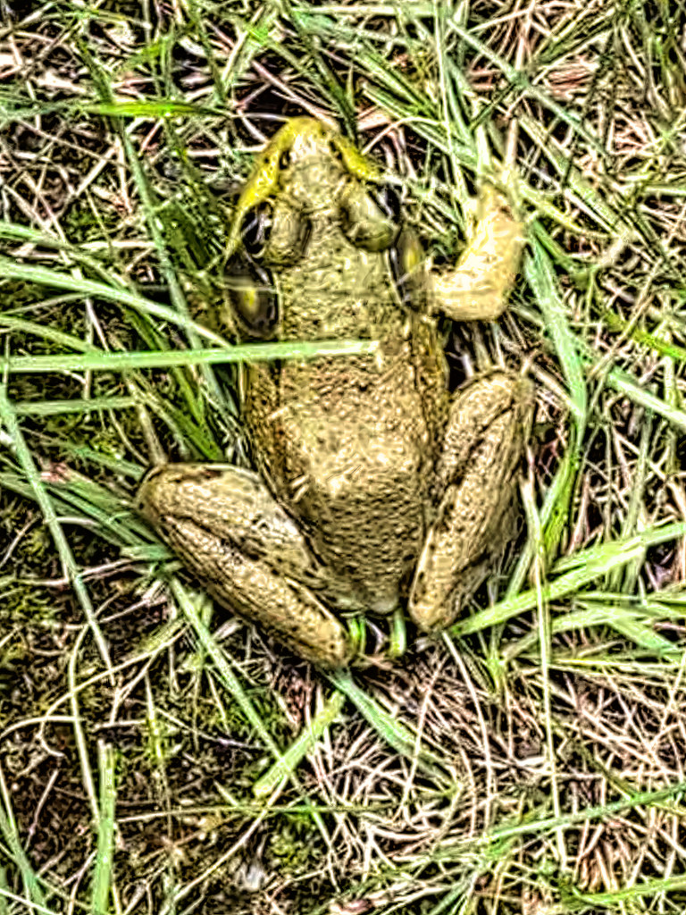 Frog at No 1 by joansmor