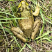 Frog at No 1 by joansmor