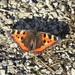 Tortoiseshell Butterfly by oldjosh