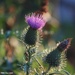 Scotch Thistle by selkie