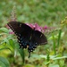 My first butterfly this summer by tunia
