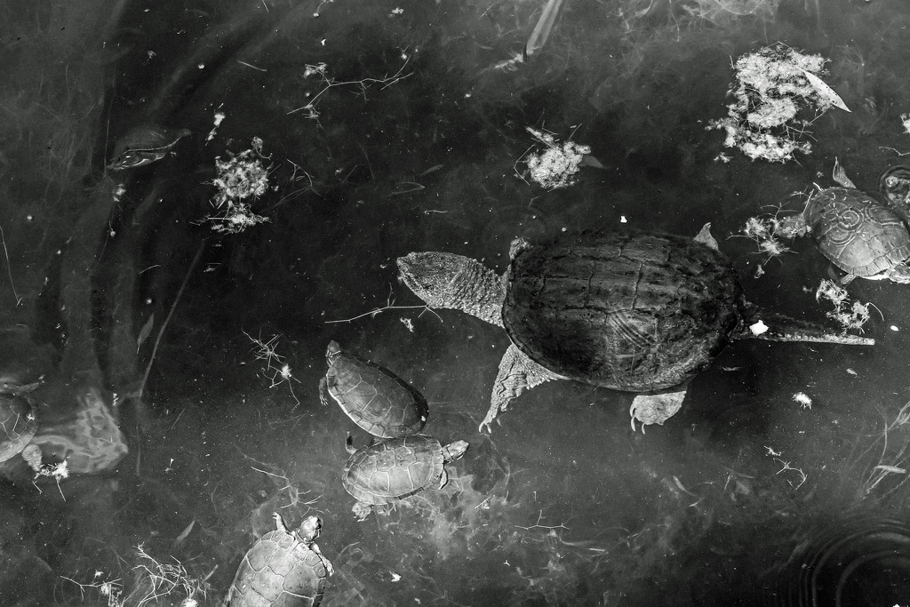 Turtles Floating in Space by farmreporter