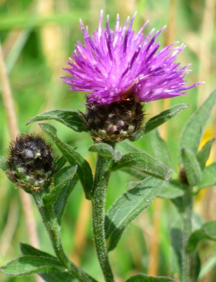 Knapweed by fishers