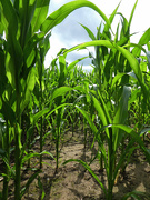 24th Jul 2020 - Corn Crop